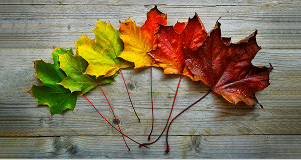 Lifecycle-Management im Gesundheitswesen Blätter in verschiedenen Farben