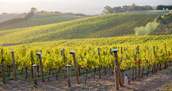Weingut Balthasar Ress Praxisbeispiel